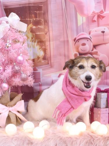 20241203こはるちゃん